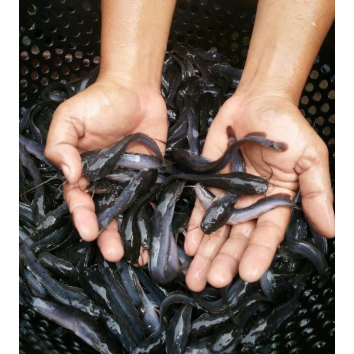 Bibit lele Sangkuriang ukuran 5-6cm