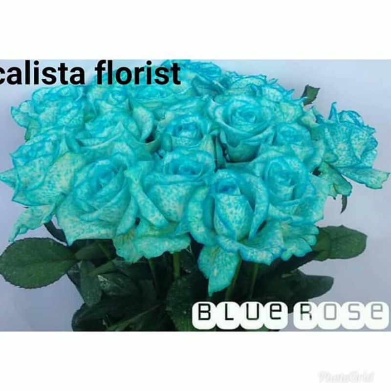 {BAYAR DITEMPAT} MAWAR IMPORT BLUE ROSE ISI 20 STEK, MAWAR POTONG KUALITAS SUPER GRADE A