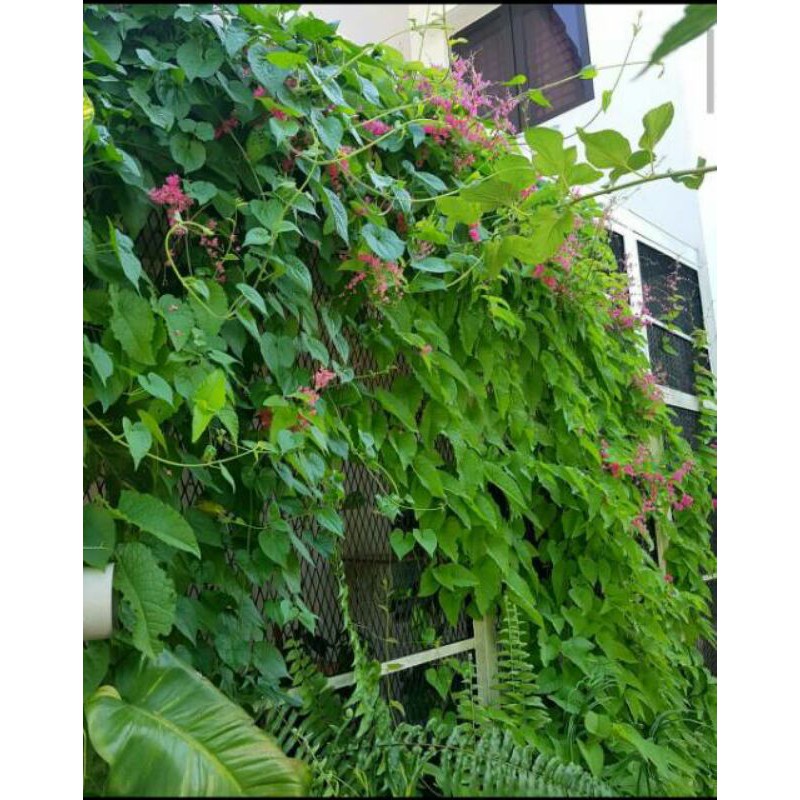 Tanaman rambat air mata pengantin - bunga air mata pengantin - tanaman 