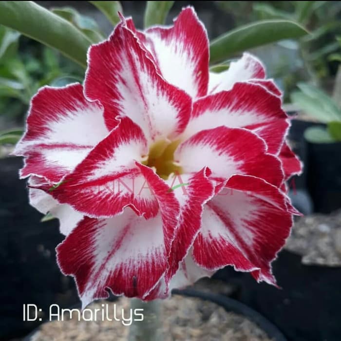 

Bibit Bunga Kamboja Adenium Amarillys
