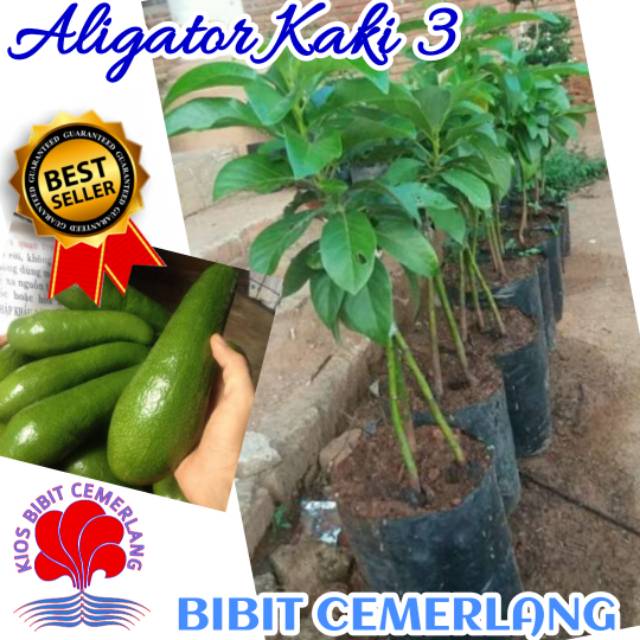 BIBIT ALPUKAT ALIGATOR KAKI 3