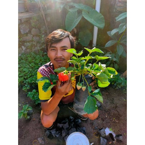 Bibit Strawberry California Bibit Strawberry Jumbo Termurah