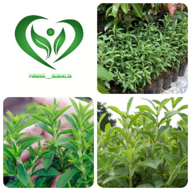Bibit tanaman stevia pohon stevia