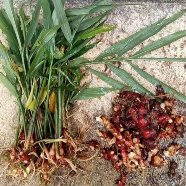 

JAHE MERAH