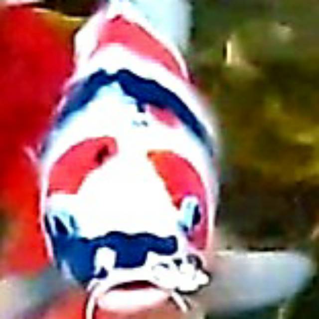 dianagusprasetyo07041978