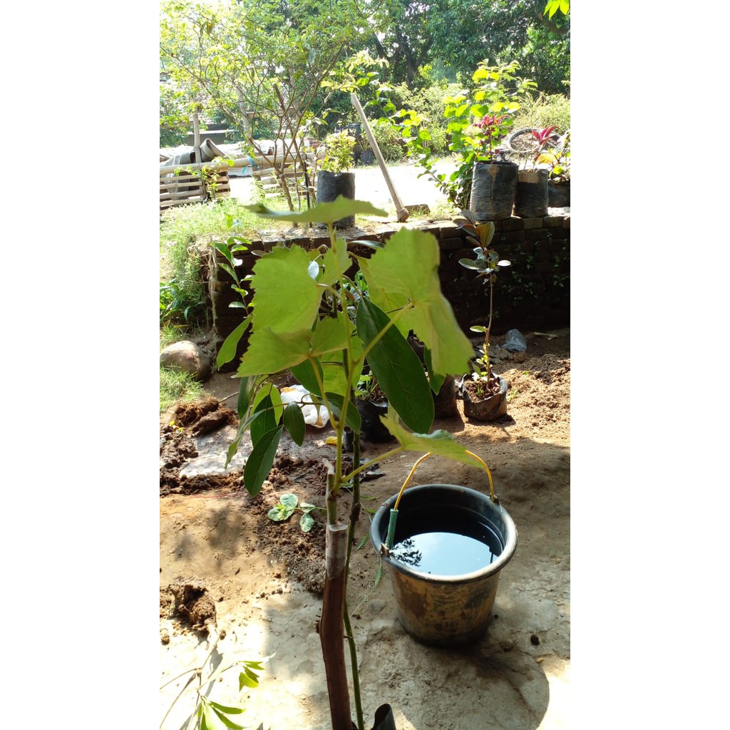 Bibit Anggur import Jupiter