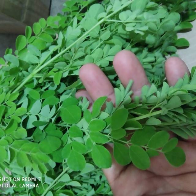 

HERBAL- Jual daun kelor ( moringa Oliefera)segar pres ter murah harga promosi -