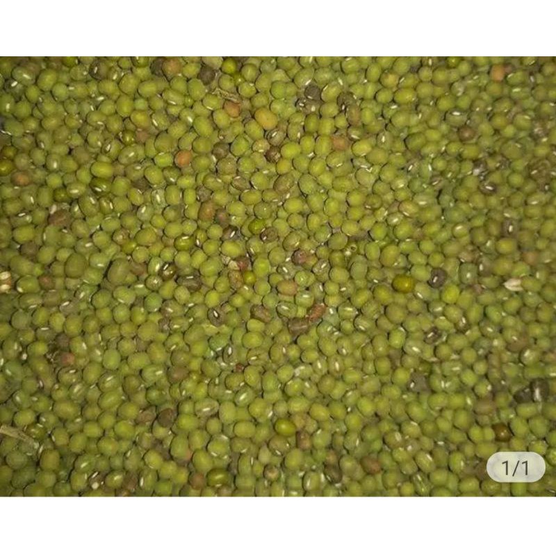 

kacang hijau