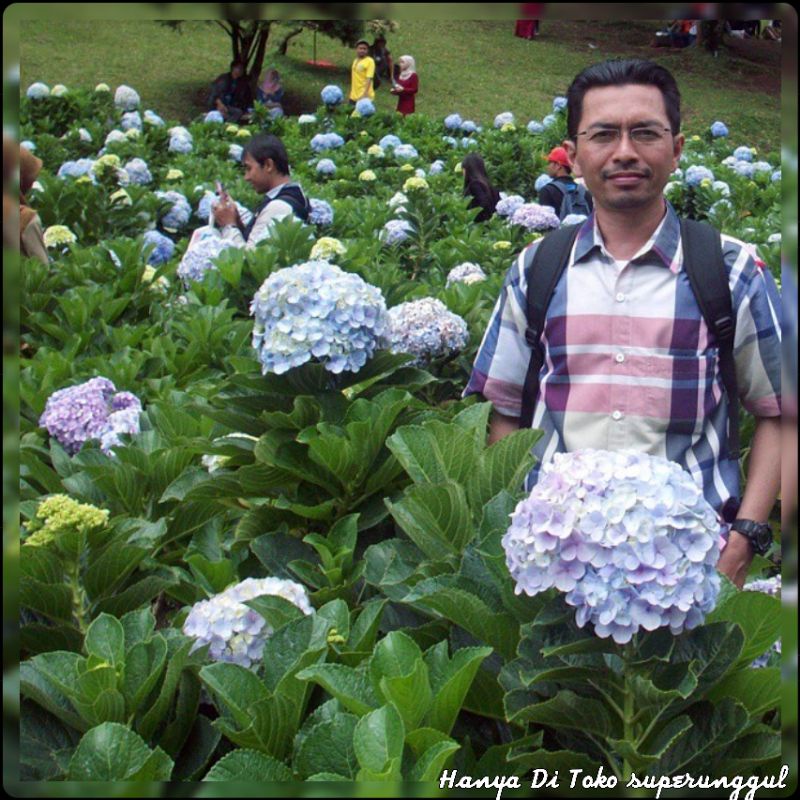 Tanaman Hias Bunga  Pancawarna Satu Pohon Bisa Tersedia 5 warna