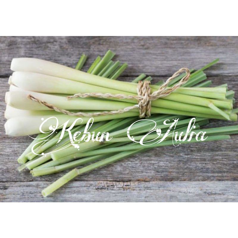 

Promo Serai Sayur Segar Organik 500gr