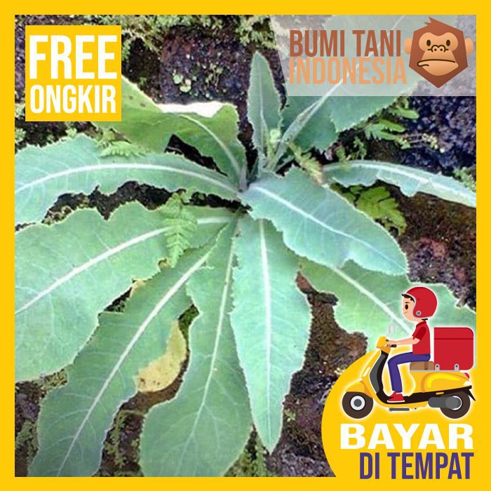 

Daun Tempuyung Segar - Meluruhkan Batu Ginjal