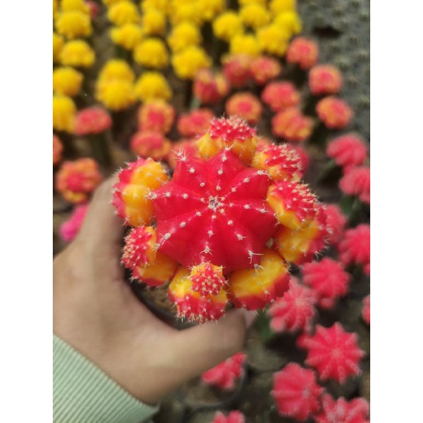 kaktus gymno import korea