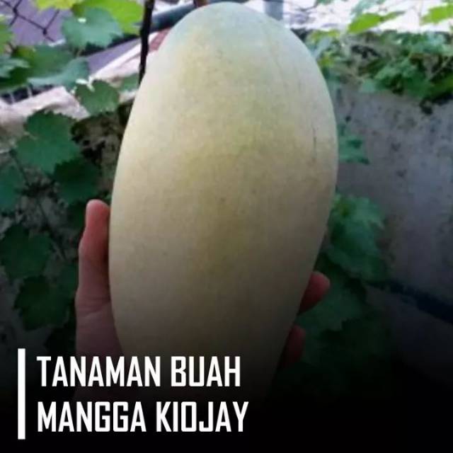 Entres mangga kiojay