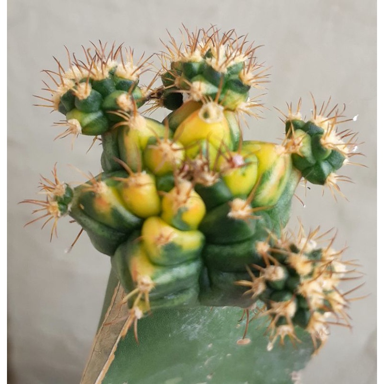 Kaktus Gymno T31115 (Grafting)