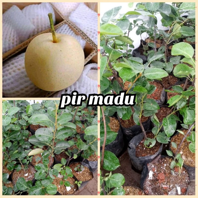 bibit buah pir madu super