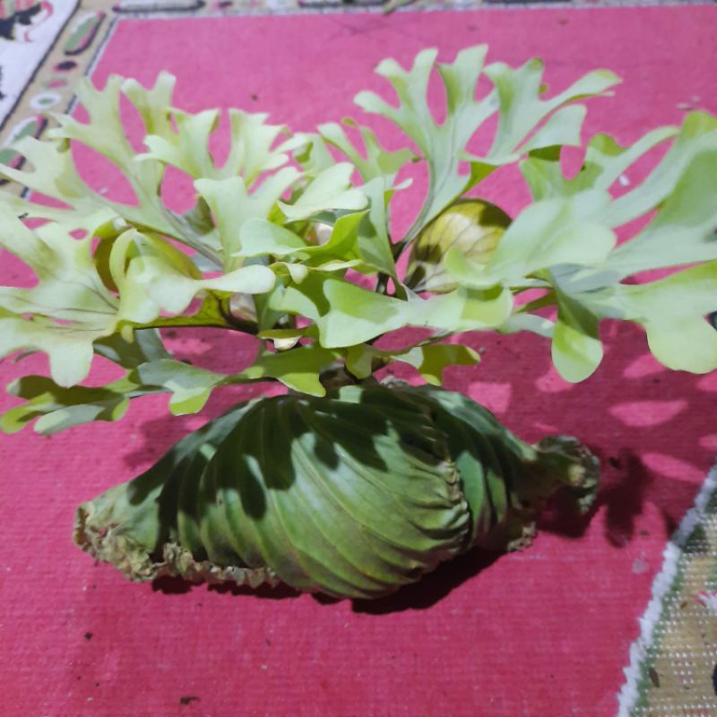 tanaman hias tanduk rusa#Platycerium Ridleyi#tanaman gantung#simbar#COD