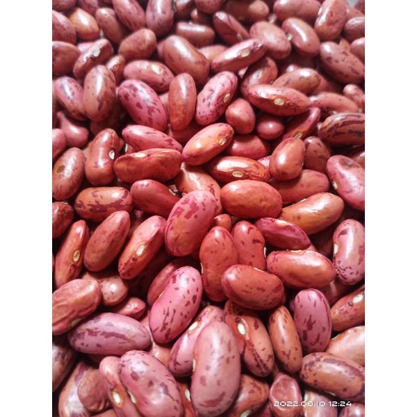 

kacang merah