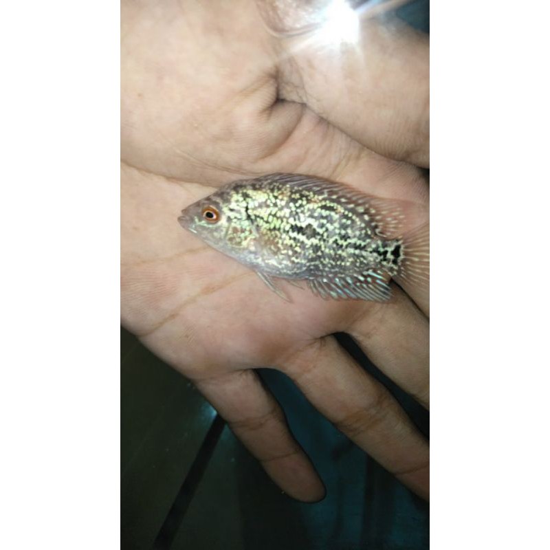 burayak Louhan Cencu 3-4 cm