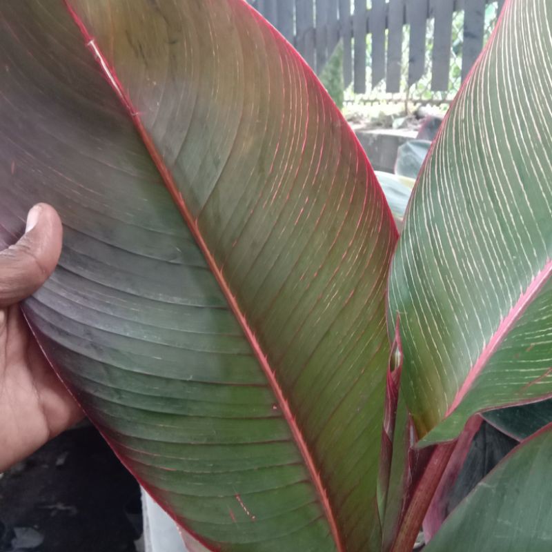 Tanaman Hias Pisang Merah