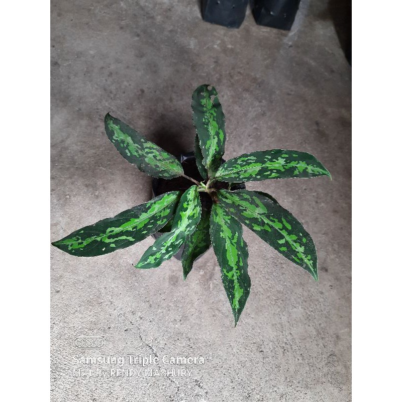 aglaonema pictum 3 warna/tricolor dewasa sumatera utara, minimal 5 bebas biaya karantina