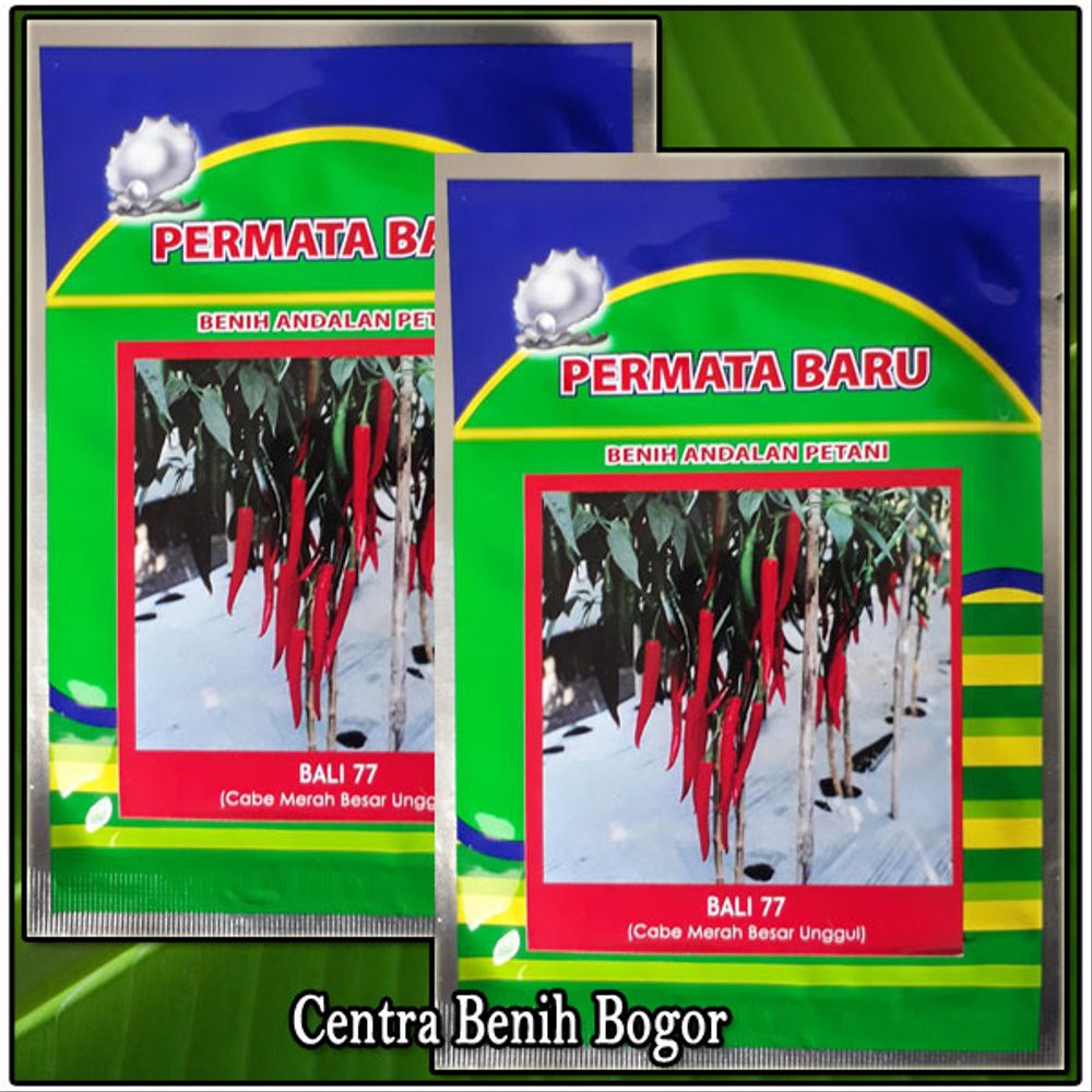 Langsung Order Benih Bibit Cabe Merah Besar BALI 77 10gr - bibit cabe terbaik