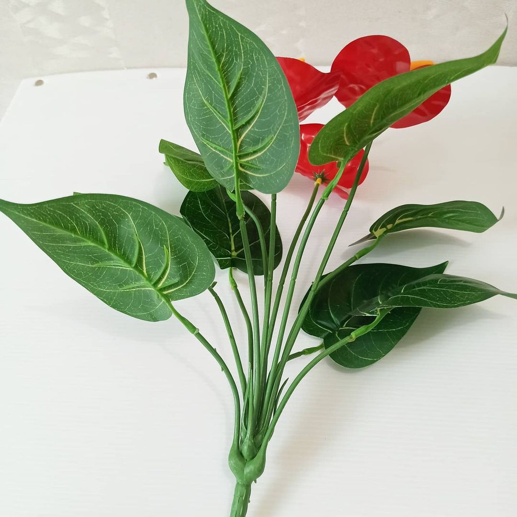 Tanaman Anthurium 3K