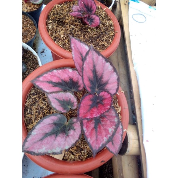 tanaman begonia red chili