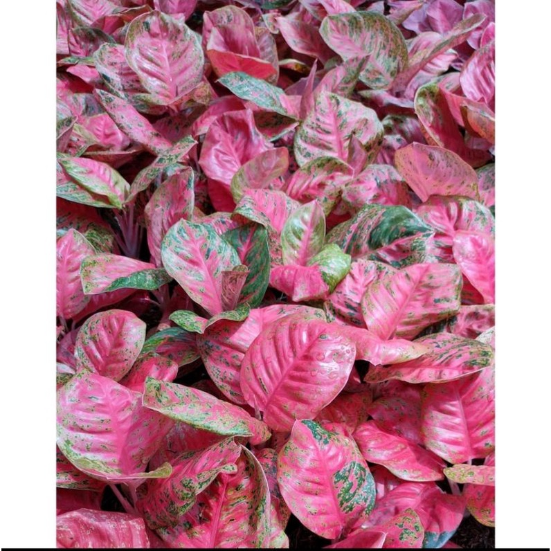 Bonggolan Aglonema Wulandari