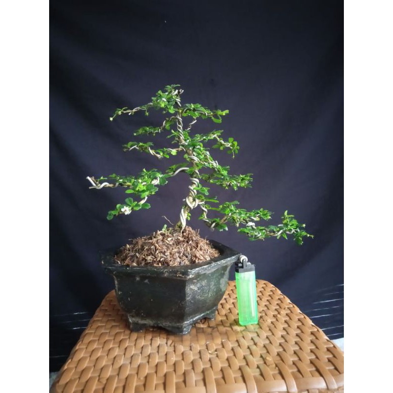 bonsai mame hokianti mikro,original(bukan sambungan.)