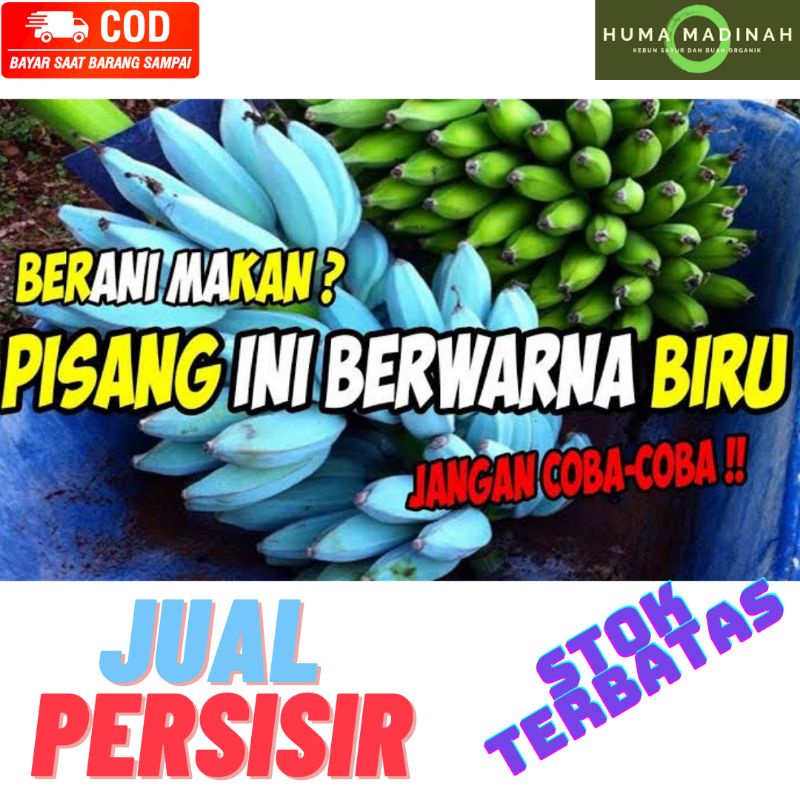

PISANG BIRU BANANA BLUE JAVA RASA ES KRIM VANILA TERBATAS