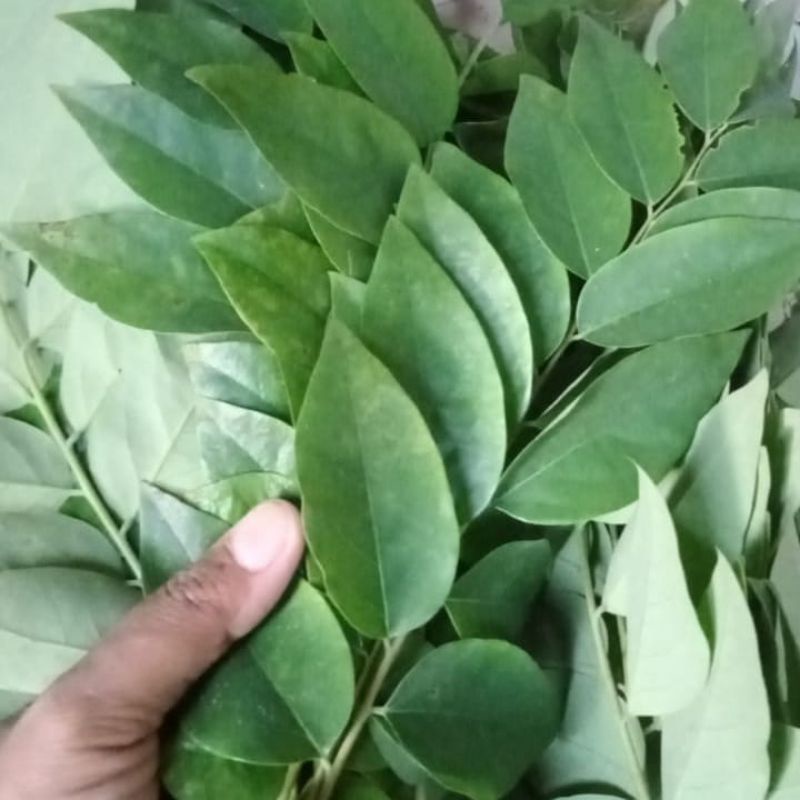 

DAUN CEREMAI SEGAR CEREMAI DAUN CERME pertangkai
