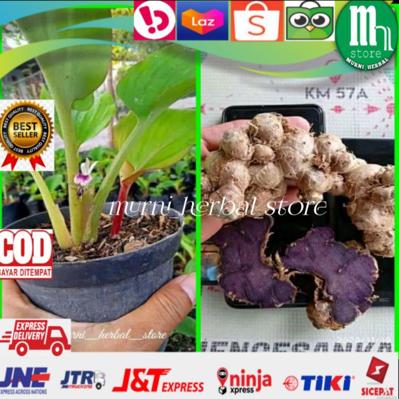 Bibit kunyit hitam Asli 100% ORIGINAL