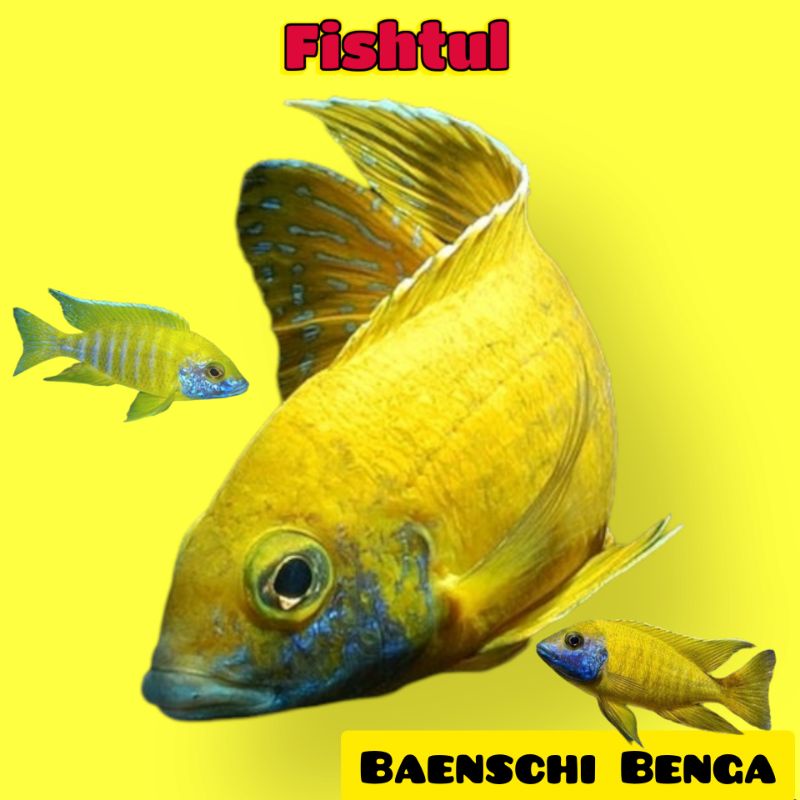 Cichlid Baenschi