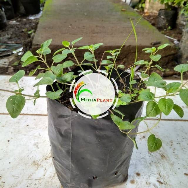 Bibit Tanaman Oregano Bibit Tanaman Daun Oregano