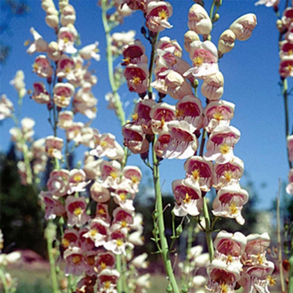 PlantaSeed - 50 Seeds - Penstemon Palmers Biji Bunga - PAS0207