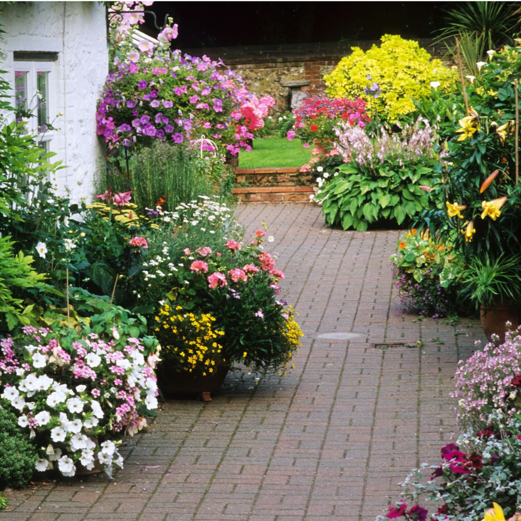 BS-BYL Bibit Bunga Benih Tanaman Bunga Hias Matahari Mawar Aster Vinca Krisan Telang Sunflower Krokot Lavender Marigold Zinnia-2