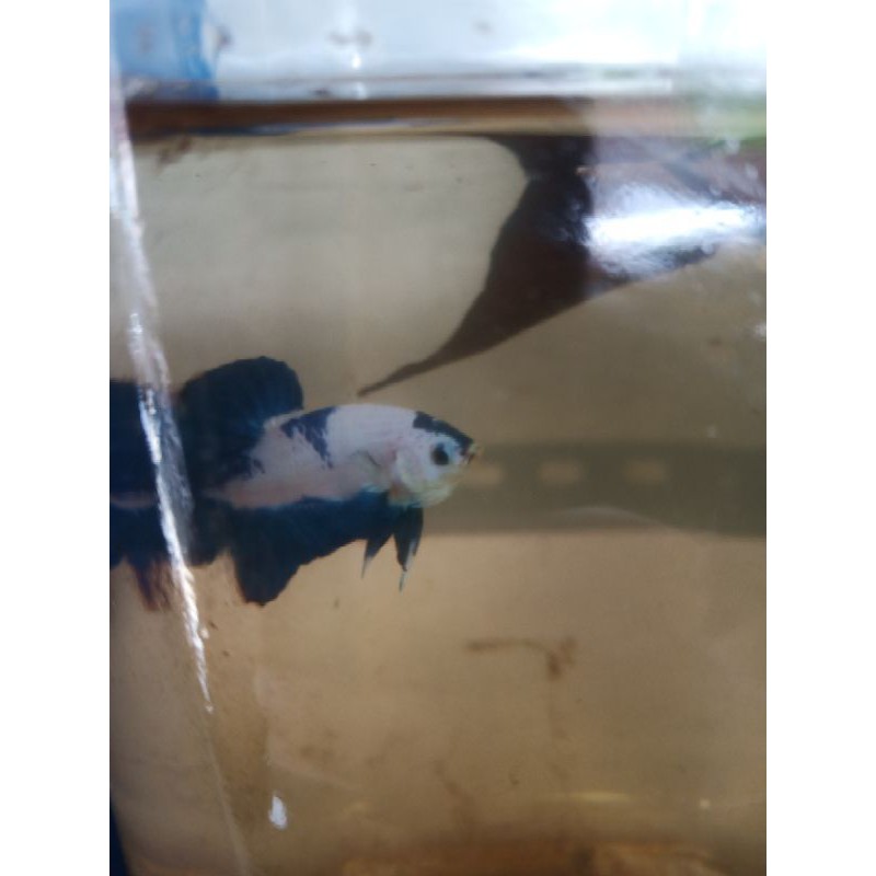 ikan cupang Male  Blue Rim Panda gen bicolor line thailand