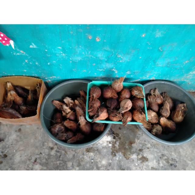 Benih bonsai kelapa gading kuning