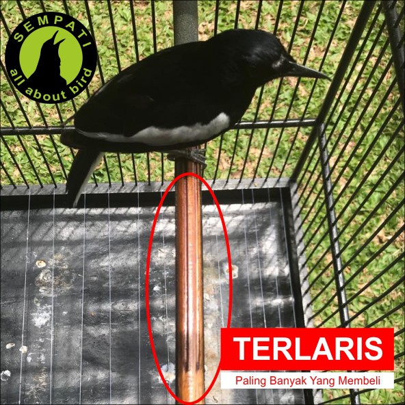 Tangkringan Kayu Jati Sempati Sangkar Burung Kacer Cucak Anis Dll