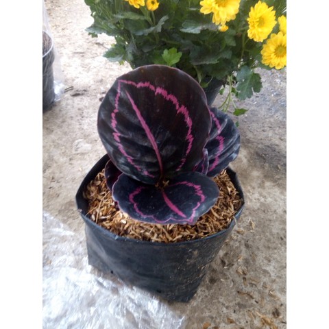 calathea black lipstik bibit tanaman hias daun