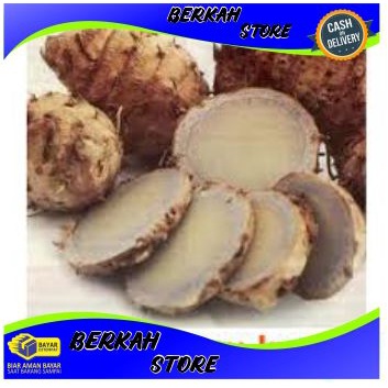 

temu ireng fresh obat herbal kemasan 250 gram
