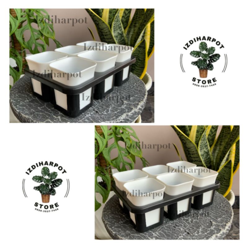 1 set Tray + POT BUNGA NKT KOTAK 7 CM PUTIH | tray semai bibit