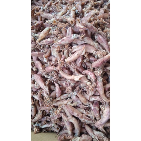 

Sotong kering per 500