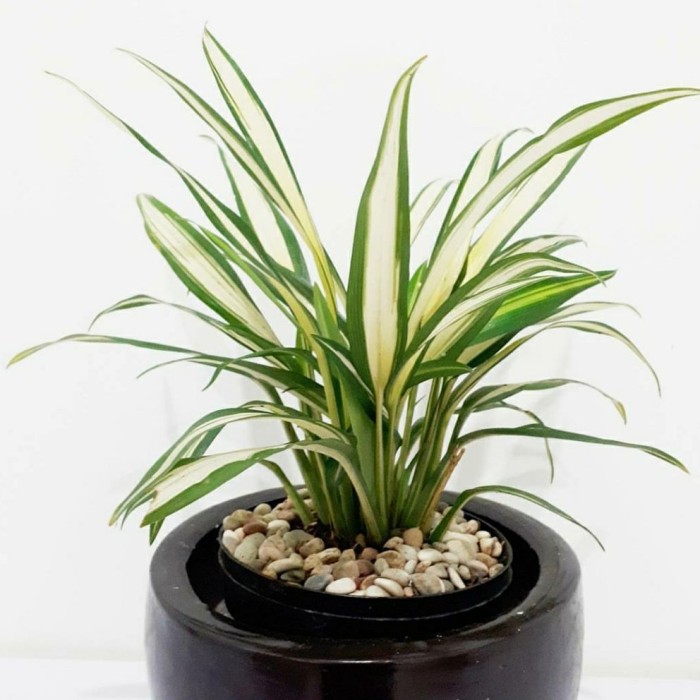 tanaman bunga hias hidup hemalia lili hema