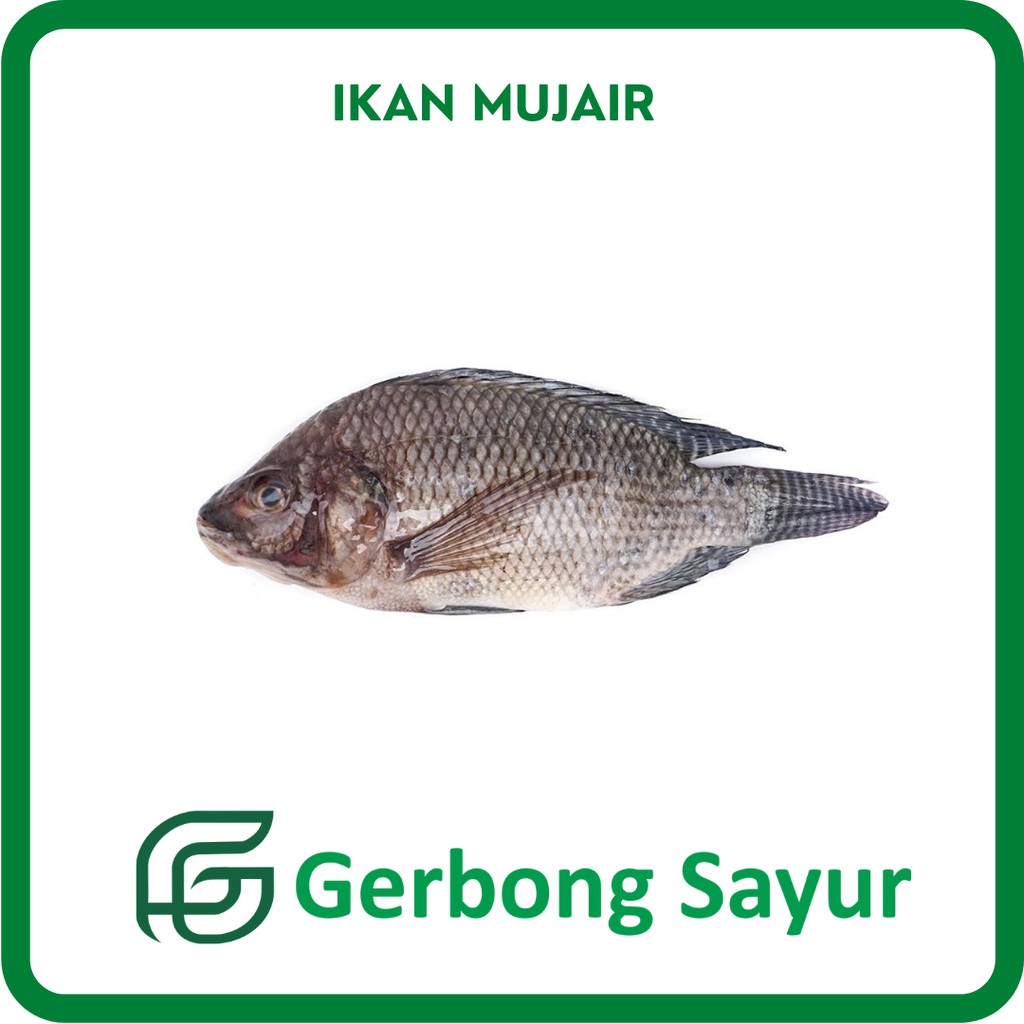 

Ikan Mujair / Ikan Mujaer Segar - 500g