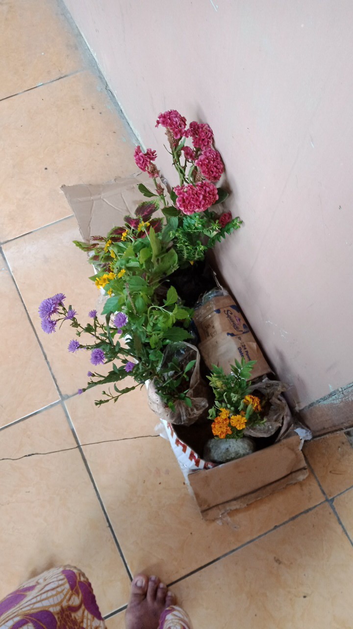 Tanaman Hias Jengger Ayam