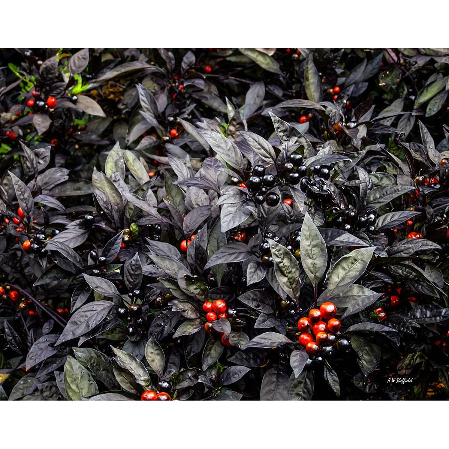 Benih Bibit Biji - Cabai Black Pearl Ornamental Pepper Cabe Hias Hitam Seeds - Daun Hitam Eksotis - Buah Mentah Hitam - Matang Merah