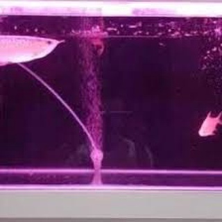 Lampu aquarium 20cm / Lampu led / Lampu celup / Lampu neon / LAMPU HIAS HIASAN AQUARIUM DEKORASI AKUARIUM