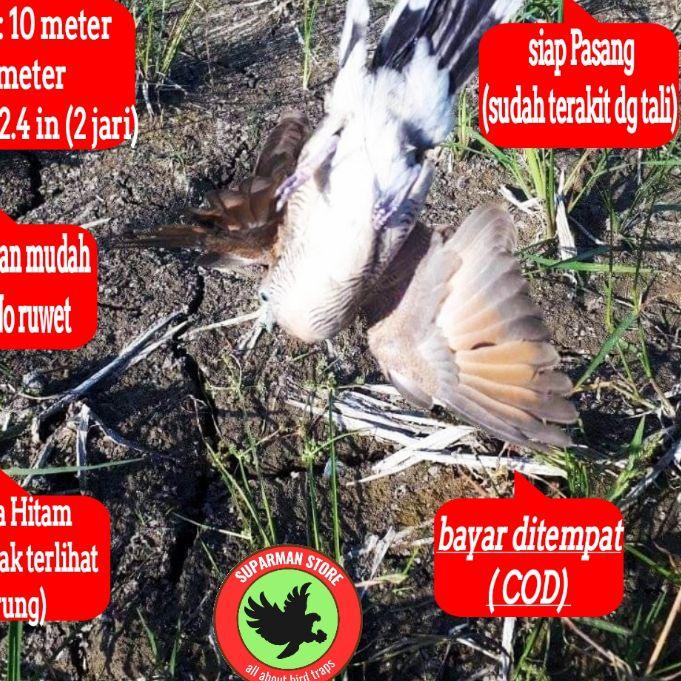 JARING BURUNG PERKUTUT JALA PERKUTUT LOKAL JARING PIKAT KUTUT JARING JEBAK PERKUTUT JALA JEBAK JARIN