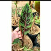 Bonggol pisang varigata merah / tanaman hias pisang banana blood